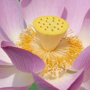 RESODERM GEL φυτική λοσιόν για διαπυητική ιδρωταδενίτιδα