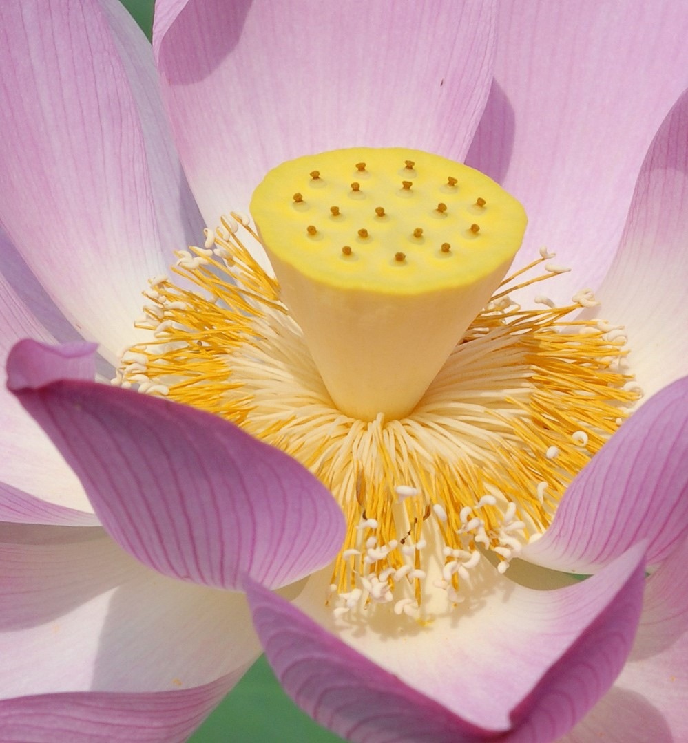 RESODERM GEL φυτική λοσιόν για διαπυητική ιδρωταδενίτιδα